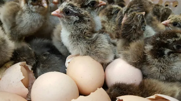 Brahma Chicken Eggs,where to buy Brahma Chicken Eggs,Brahma Chicken Eggs for sale ,Hatching eggs near me,crested poultry hatching eggs