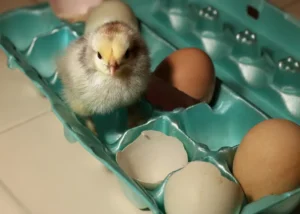 Brahma Chicken Eggs