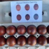 Black Copper Maran Hatching Eggs,where to buy Black Copper Maran Hatching Eggs ,Black Copper Maran Hatching Eggs near me