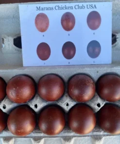 Black Copper Maran Hatching Eggs,where to buy Black Copper Maran Hatching Eggs ,Black Copper Maran Hatching Eggs near me