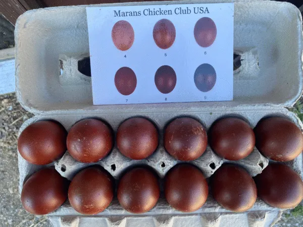 Black Copper Maran Hatching Eggs,where to buy Black Copper Maran Hatching Eggs ,Black Copper Maran Hatching Eggs near me