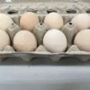 Cochin Chicken Eggs,where to buy Cochin Chicken Eggs,Cochin Chicken Eggs for sale,Hatching Chicken eggs nearby