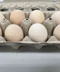 Cochin Chicken Eggs,where to buy Cochin Chicken Eggs,Cochin Chicken Eggs for sale,Hatching Chicken eggs nearby