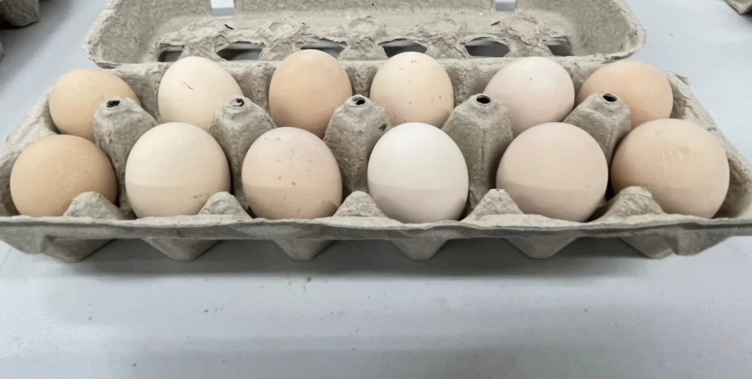 Cochin Chicken Eggs,where to buy Cochin Chicken Eggs,Cochin Chicken Eggs for sale,Hatching Chicken eggs nearby