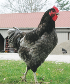 blue giant jersey chickens for sale