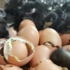 Jersey Giant Eggs,where to buy Jersey Giant Eggs,Jersey Giant Eggs near me ,hatching eggs for sale-,crested poultry