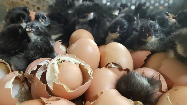 Jersey Giant Eggs,where to buy Jersey Giant Eggs,Jersey Giant Eggs near me ,hatching eggs for sale-,crested poultry