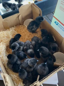 Ayam Cemani Chicks For Sale