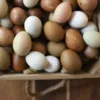 Ayam Cemani Chicken Eggs,where to buy Ayam Cemani Chicken Eggs, how to prserve Ayam Cemani Chicken Eggs,Hatching Eggs For Sale