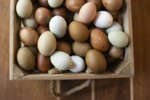 Ayam Cemani Chicken Eggs,where to buy Ayam Cemani Chicken Eggs, how to prserve Ayam Cemani Chicken Eggs,Hatching Eggs For Sale