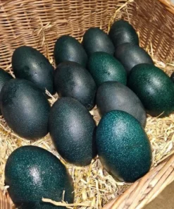 Emu Eggs,where to buy Emu Eggs,how to preserve Emu Eggs,Emu Eggs nearby,crested poultry