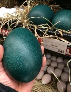 Emu Eggs