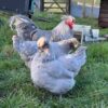 Araucana Chickens for Sale