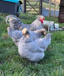Araucana Chickens for Sale