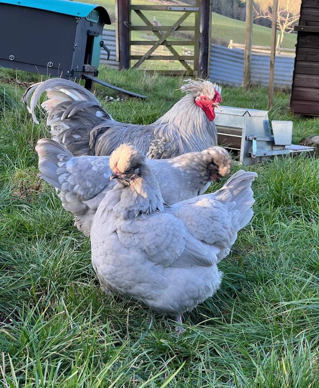 Araucana Chickens for Sale