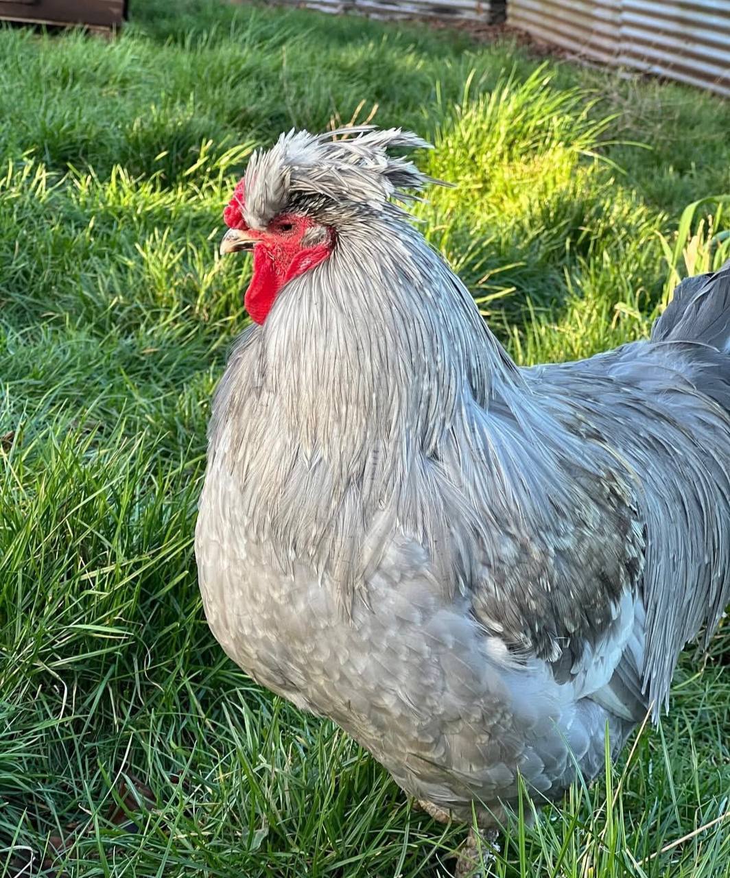 Araucana Chickens for Sale online near me