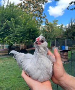 Araucana Chickens for Sale