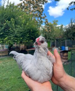 Araucana Chickens for Sale