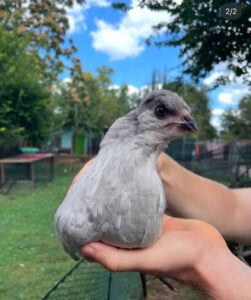 Araucana Chickens for Sale online