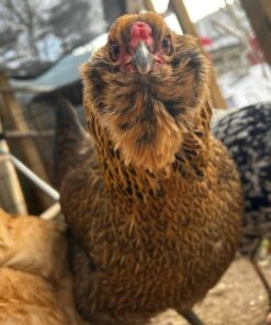Araucana Chickens for Sale near me