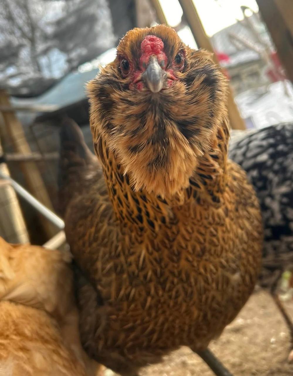 Araucana Chickens for Sale near me