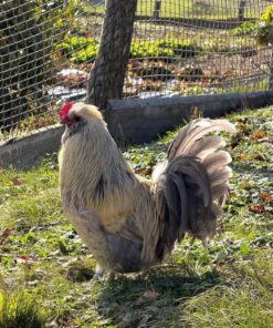 Araucana Chickens for Sale