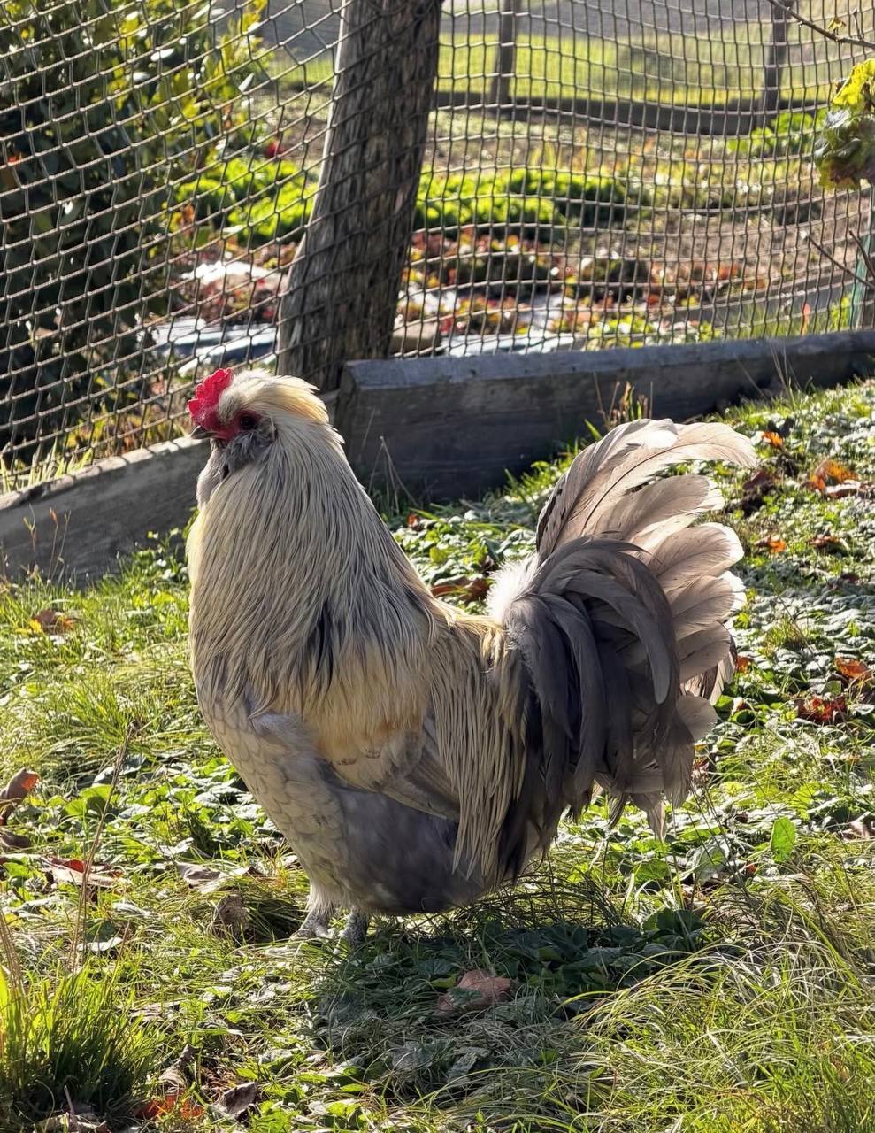Araucana Chickens for Sale