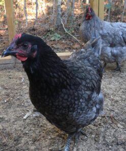blue giant jersey chickens for sale online