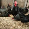blue giant jersey chickens for sale near me