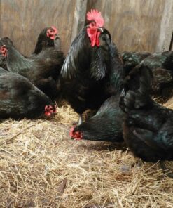 blue giant jersey chickens for sale near me