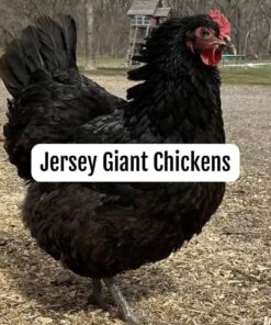 blue giant jersey chickens for sale near me