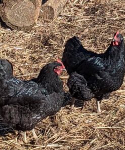 blue giant jersey chickens for sale
