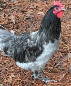 blue giant jersey chickens for sale online near me