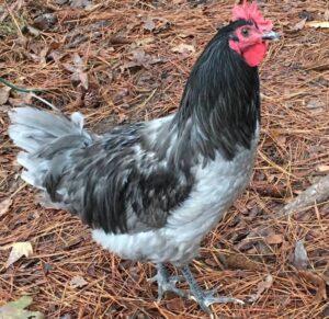 blue giant jersey chickens for sale online near me