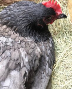 blue giant jersey chickens for sale