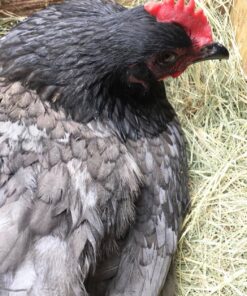 blue giant jersey chickens for sale