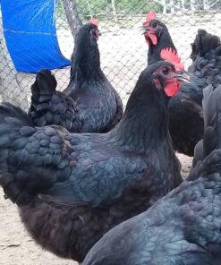 blue giant jersey chickens for sale online