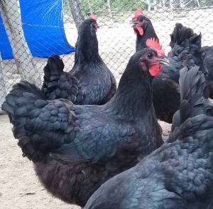 blue giant jersey chickens for sale online