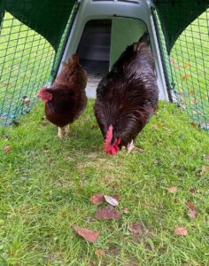Rhode Island Red chickens for sale near me online 