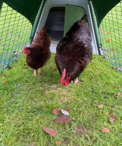 Rhode Island Red chickens for sale near me online
