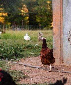Rhode Island Red chickens for sale
