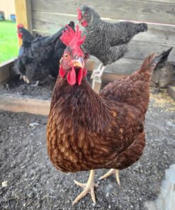 Rhode Island Red chickens for sale