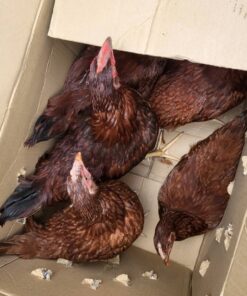 Rhode Island Red chickens for sale online near me