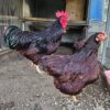 RHODE ISLAND RED CHICKENS FOR SALE ONLINE