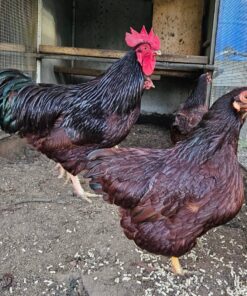 RHODE ISLAND RED CHICKENS FOR SALE ONLINE