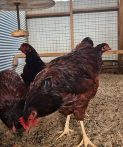 Rhode Island Red chickens for sale