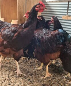 Rhode Island Red chickens for sale NEAR ME