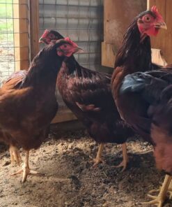 Rhode Island Red chickens for sale ONLINE