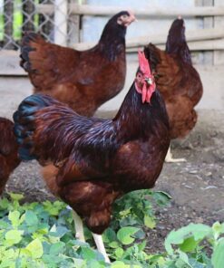 Rhode Island Red chickens for sale