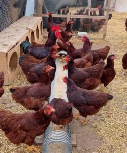 Rhode Island Red chickens for sale online 